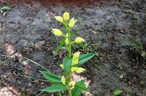 Cephalanthera damasonium